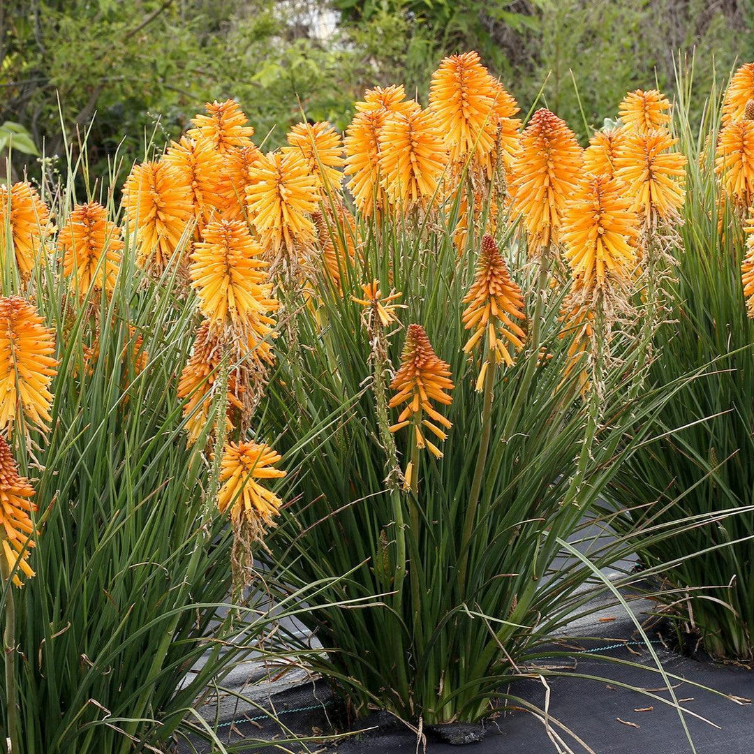 Kniphofia 'Poco Orange' ~ Poco™ Orange Dwarf Red Hot Poker-ServeScape