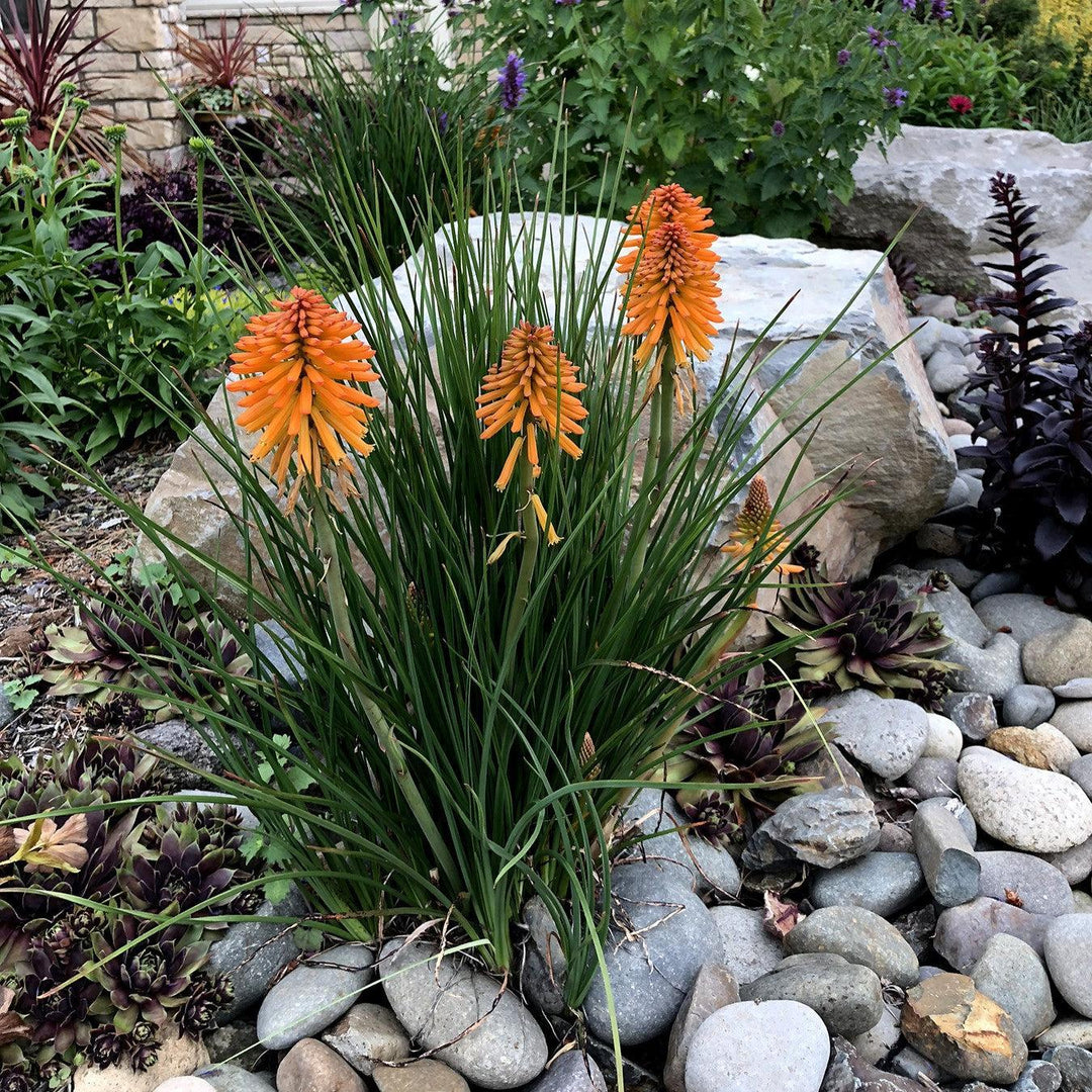Kniphofia 'Poco Orange' ~ Poco™ Orange Dwarf Red Hot Poker-ServeScape