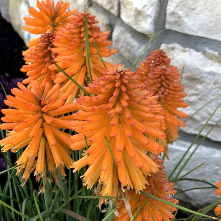 Kniphofia 'Poco Orange' ~ Poco™ Orange Dwarf Red Hot Poker-ServeScape