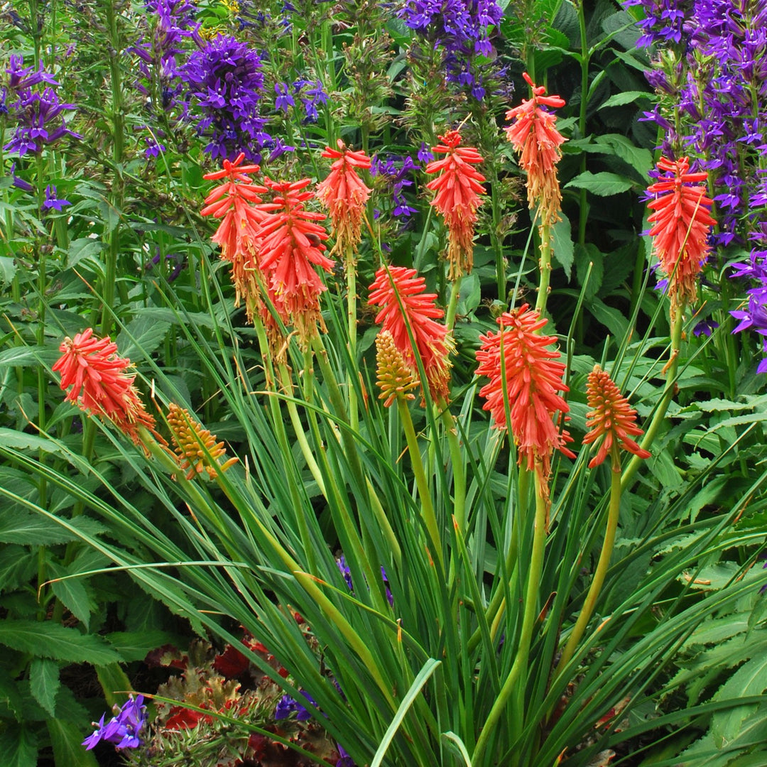 Kniphofia 'Redhot Popsicle' ~ Redhot Popsicle Torch Lily, Red-Hot Poker-ServeScape