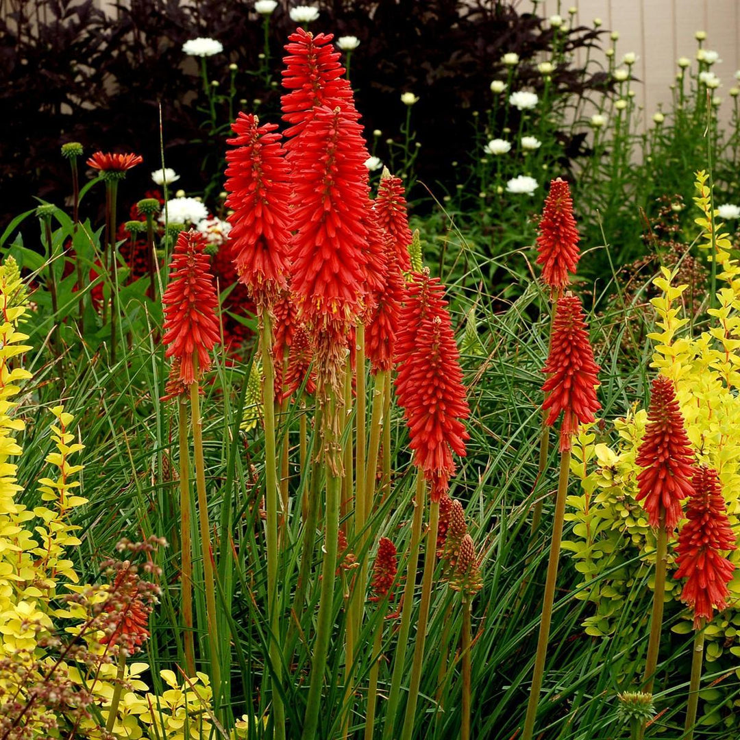 Kniphofia 'Redhot Popsicle' ~ Redhot Popsicle Torch Lily, Red-Hot Poker-ServeScape