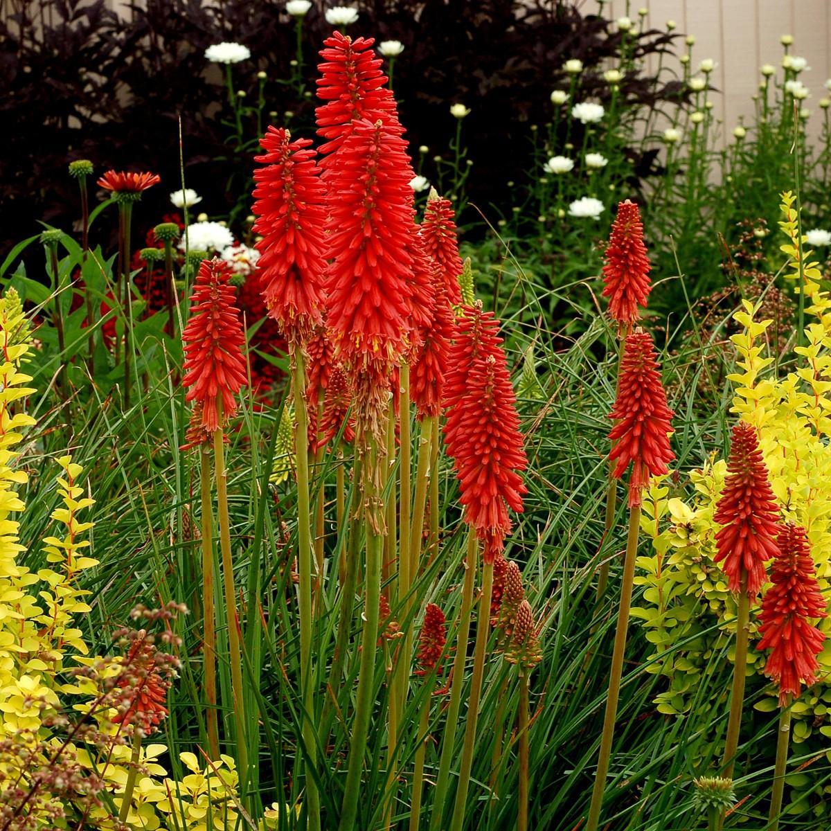 Kniphofia 'Redhot Popsicle' ~ Redhot Popsicle Torch Lily, Red-Hot Poker-ServeScape