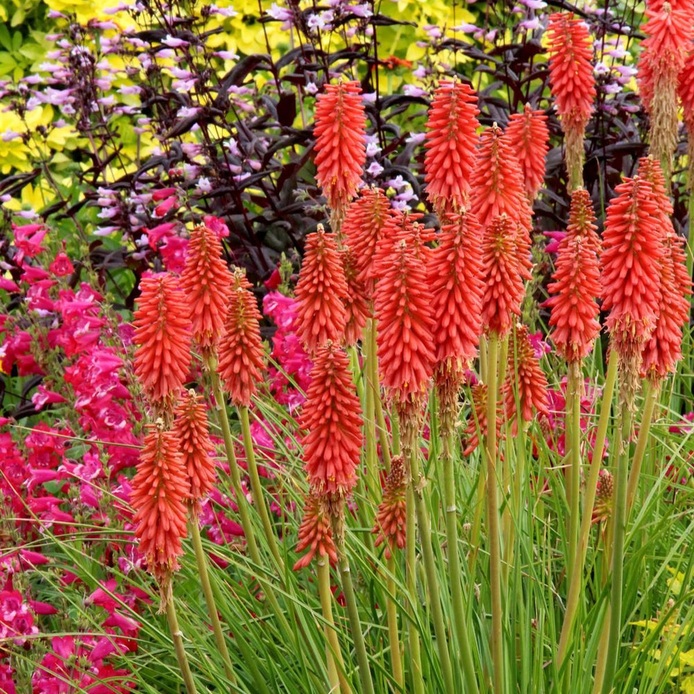 Kniphofia 'Redhot Popsicle' ~ Redhot Popsicle Torch Lily, Red-Hot Poker-ServeScape