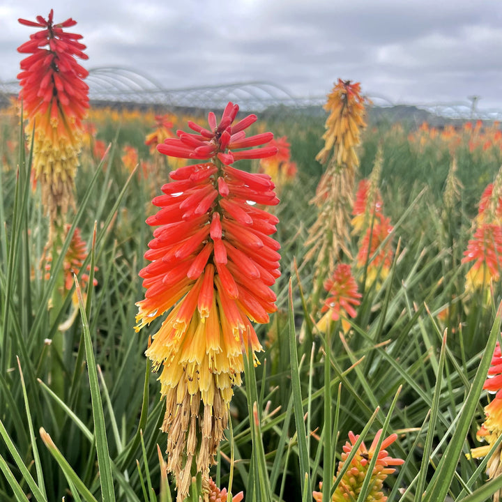 Kniphofia 'Rocket Jr' ~ Rocket Jr Torch Lily, Red-Hot Poker-ServeScape