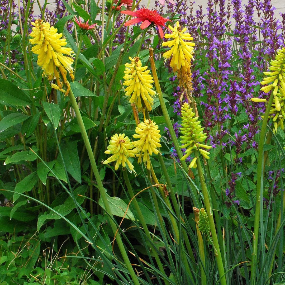 Kniphofia 'Lemon Popsicle' PP24011 ~ Lemon Popsicle Torch Lily, Red-Hot Poker-ServeScape