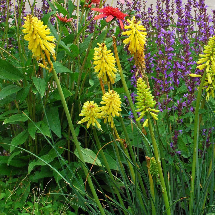 Kniphofia 'Lemon Popsicle' PP24011 ~ Lemon Popsicle Torch Lily, Red-Hot Poker-ServeScape