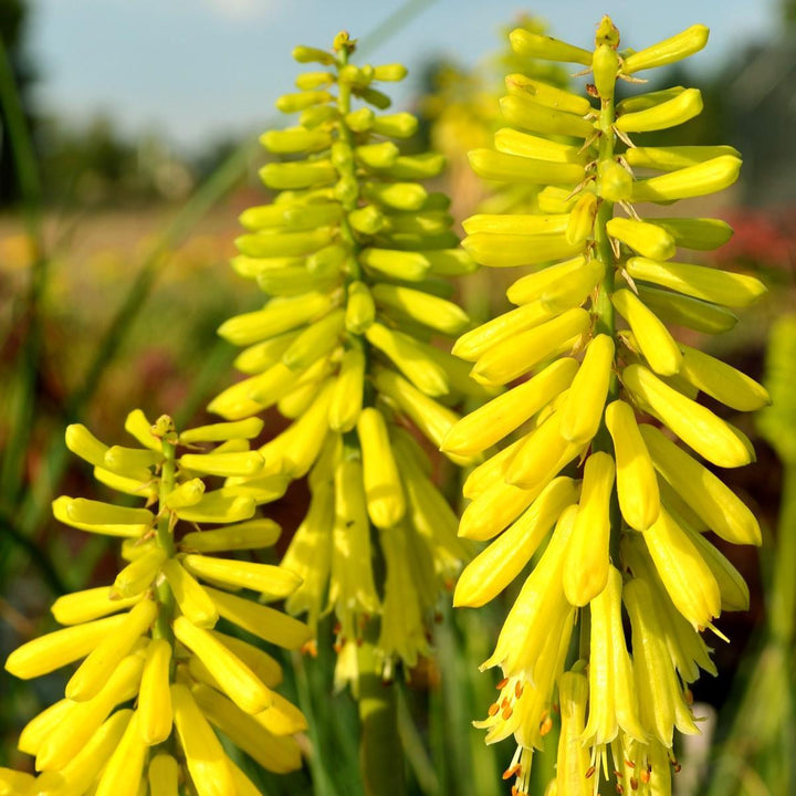 Kniphofia 'Lemon Popsicle' PP24011 ~ Lemon Popsicle Torch Lily, Red-Hot Poker-ServeScape