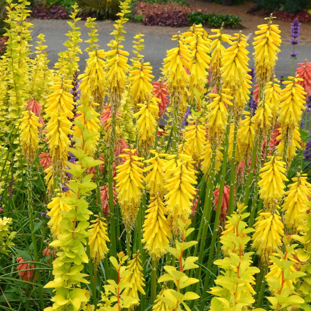 Kniphofia 'Lemon Popsicle' PP24011 ~ Lemon Popsicle Torch Lily, Red-Hot Poker-ServeScape