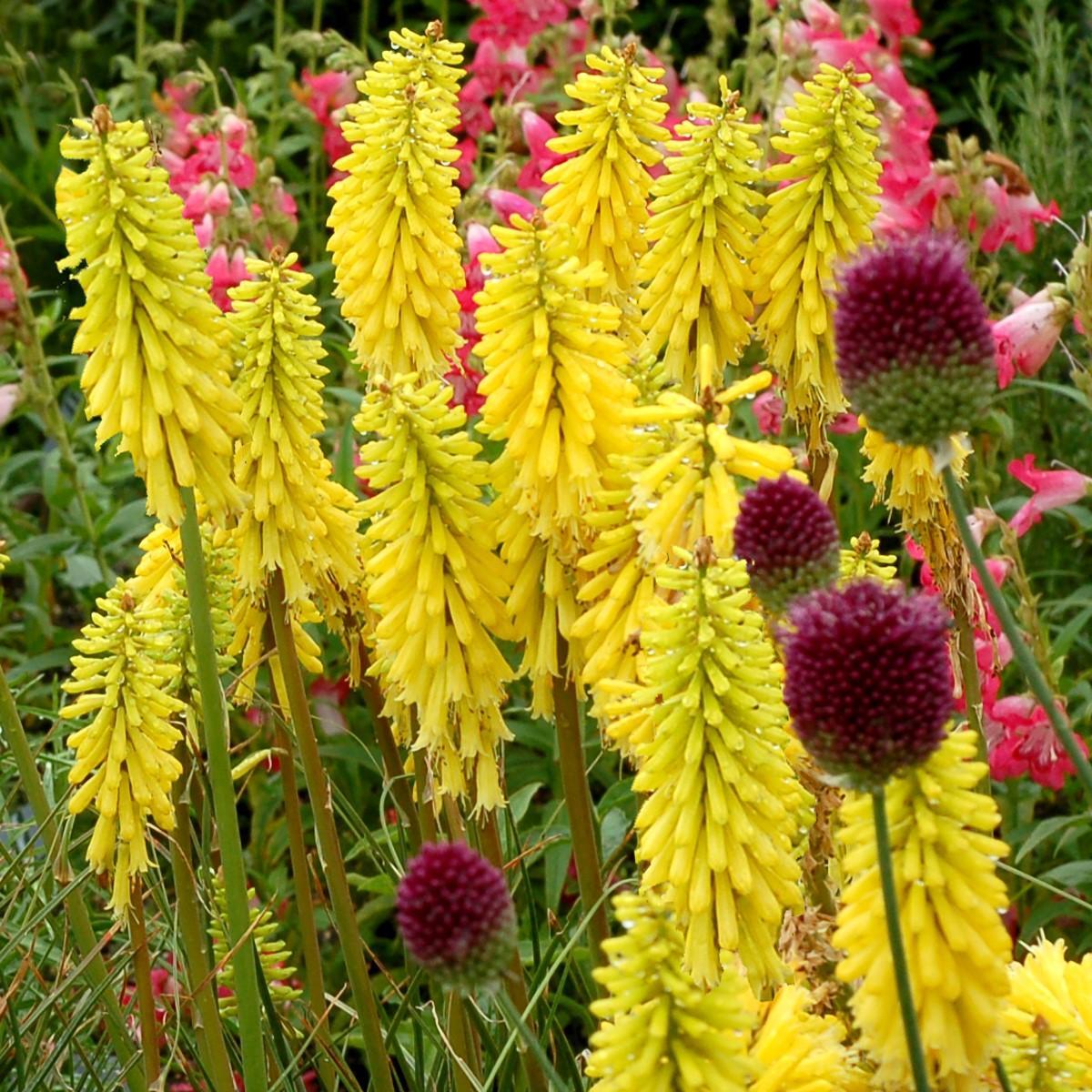 Kniphofia 'Lemon Popsicle' PP24011 ~ Lemon Popsicle Torch Lily, Red-Hot Poker-ServeScape