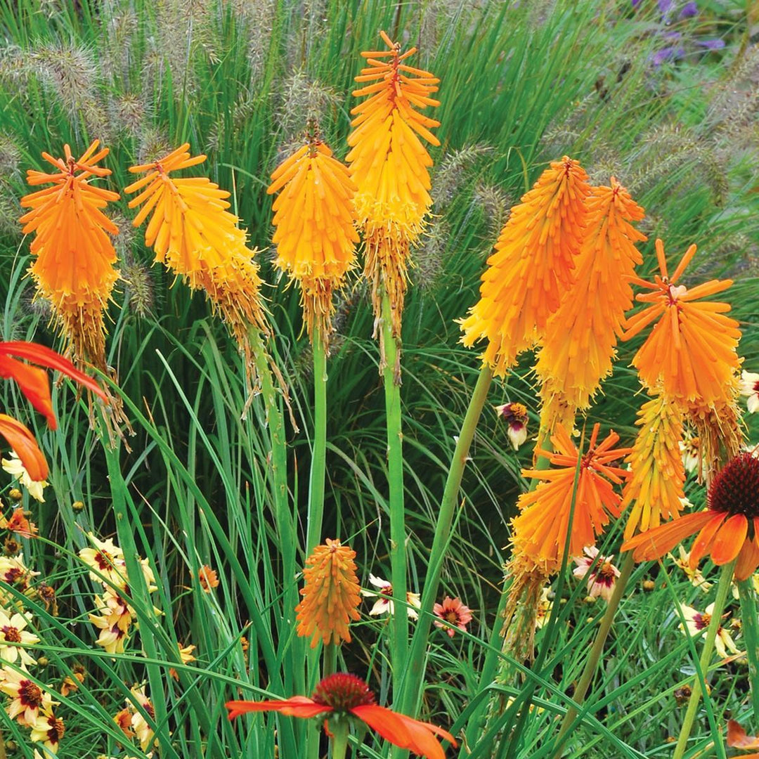 Kniphofia 'Mango Popsicle' ~ Mango Popsicle Torch Lily, Red-Hot Poker-ServeScape
