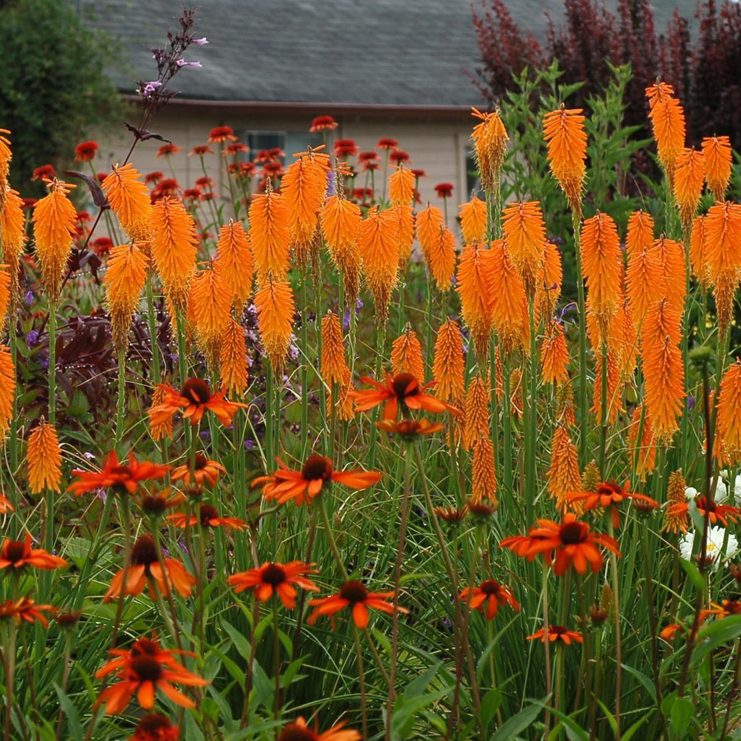 Kniphofia 'Mango Popsicle' ~ Mango Popsicle Torch Lily, Red-Hot Poker-ServeScape