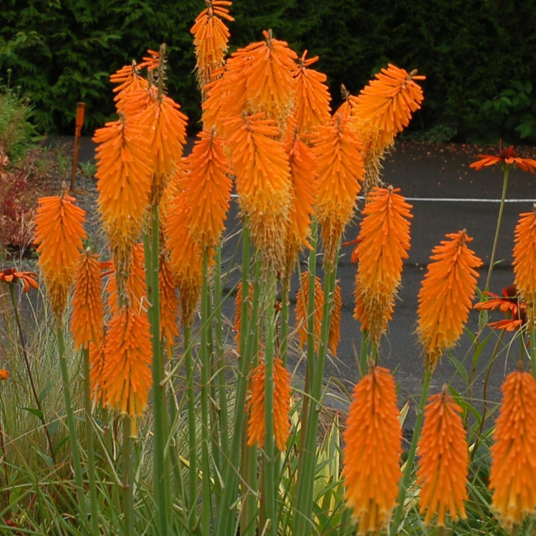 Kniphofia 'Mango Popsicle' ~ Mango Popsicle Torch Lily, Red-Hot Poker-ServeScape