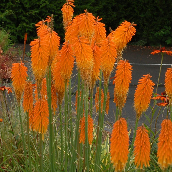 Kniphofia 'Mango Popsicle' ~ Mango Popsicle Torch Lily, Red-Hot Poker-ServeScape
