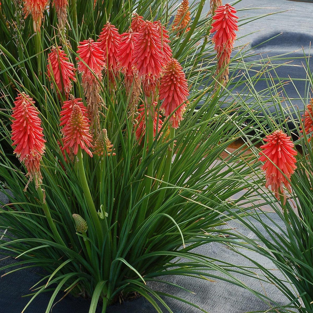 Kniphofia 'Poco Red' ~ Poco™ Red Dwarf Red Hot Poker-ServeScape