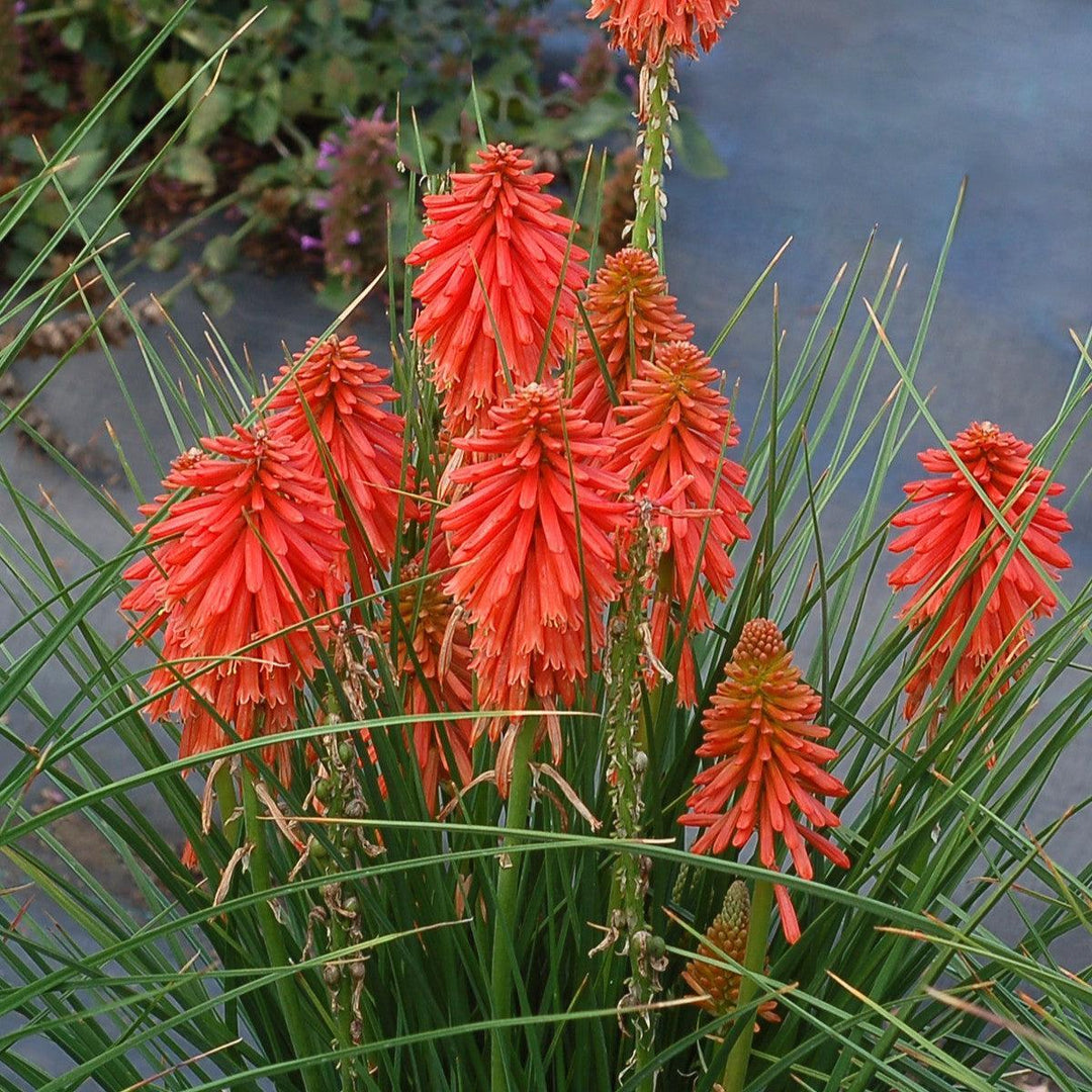 Kniphofia 'Poco Red' ~ Poco™ Red Dwarf Red Hot Poker-ServeScape