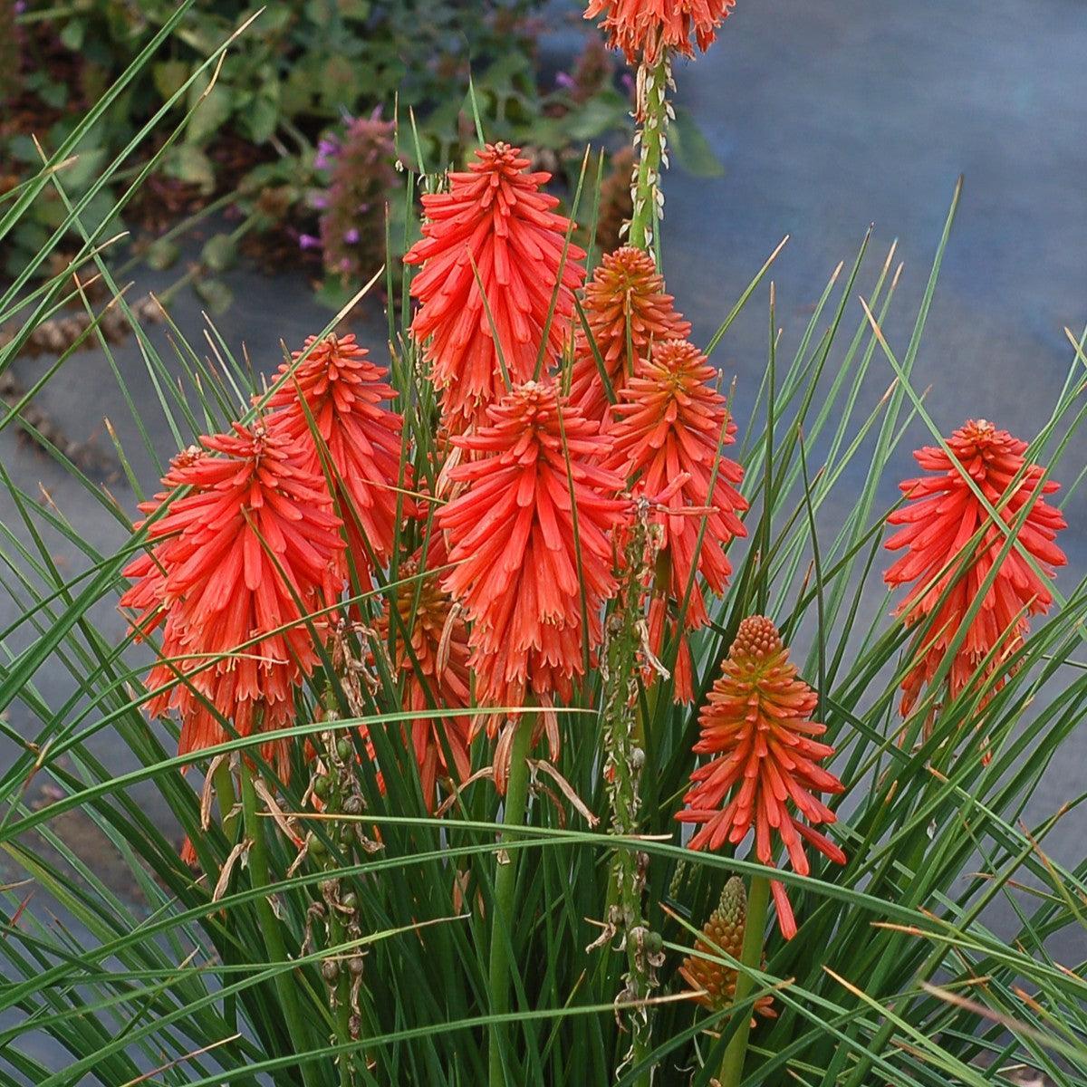 Kniphofia 'Poco Red' ~ Poco™ Red Dwarf Red Hot Poker-ServeScape