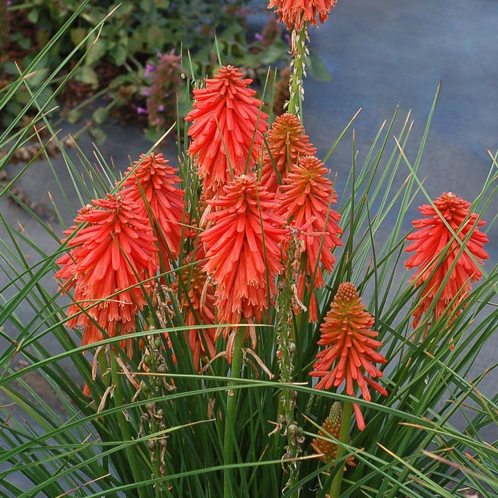 Kniphofia 'Poco Red' ~ Poco™ Red Dwarf Red Hot Poker-ServeScape