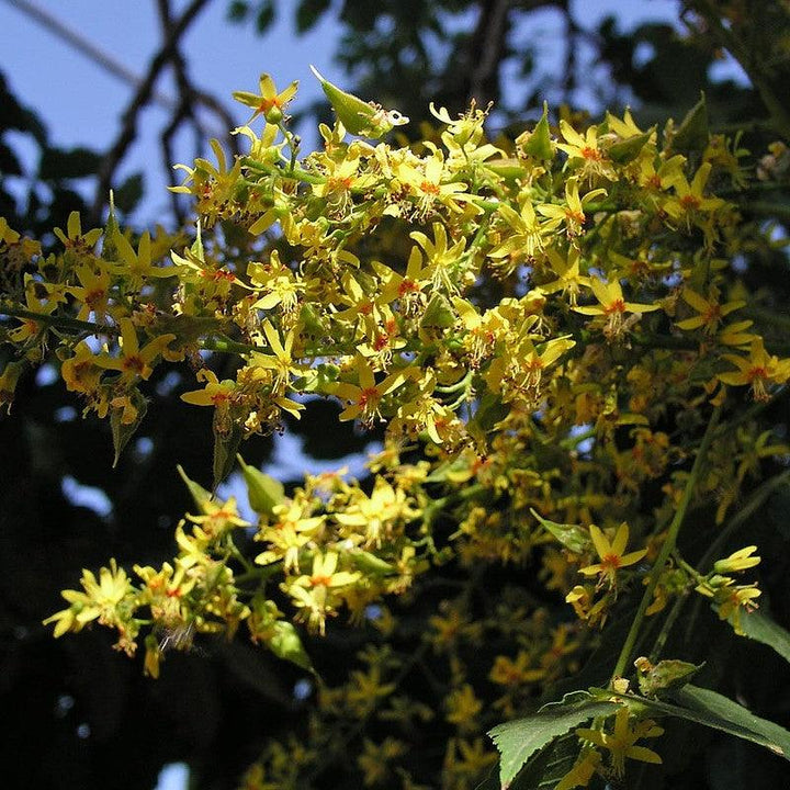 Koelreuteria paniculata ~ Golden Rain Tree-ServeScape