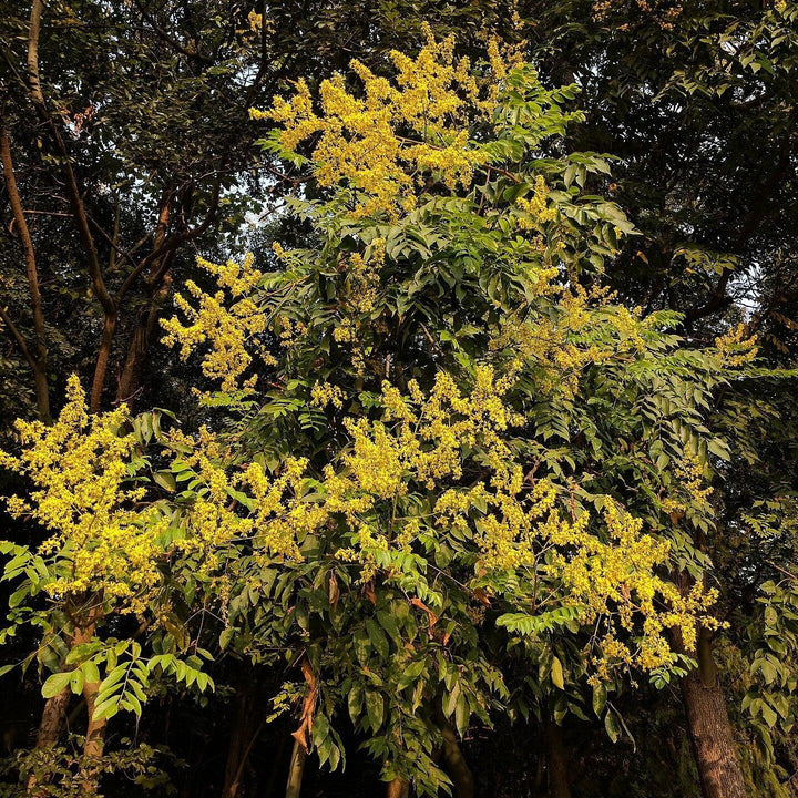 Koelreuteria bipinnata ~ Chinese Flame Tree-ServeScape