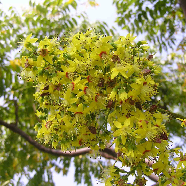 Koelreuteria bipinnata ~ Chinese Flame Tree-ServeScape
