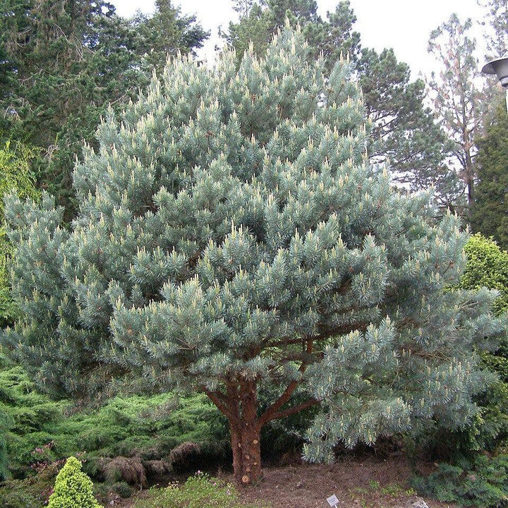 Pinus sylvestris 'Watereri' ~ Waterer Scots Pine-ServeScape