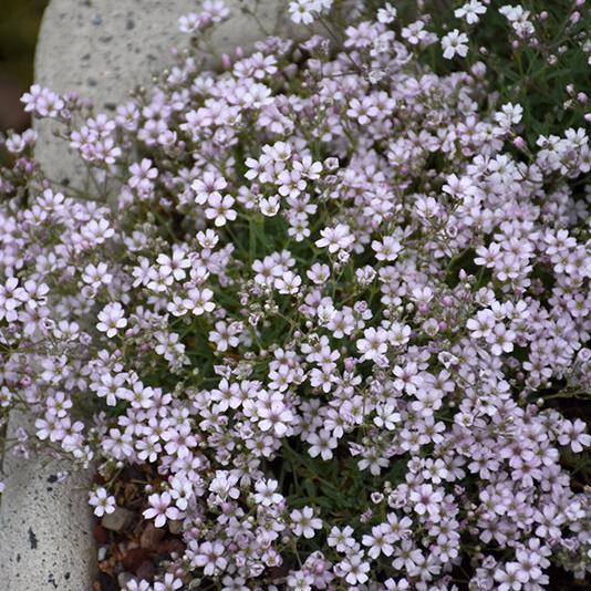 Gypsophila cerastioides 'Pixie Splash' ~ Pixie Splash Creeping Baby's Breath-ServeScape