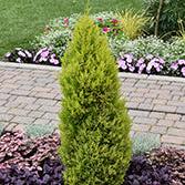 Chamaecyparis lawsoniana ‘Ellwood’s Gold Pillar’ ~ Ellwood’s Gold Pillar Lawson Cypress-ServeScape