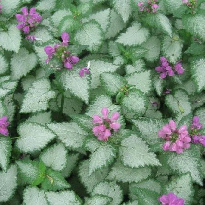 Lamium maculatum 'Orchid Frost' ~ Orchid Frost Deadnettle-ServeScape