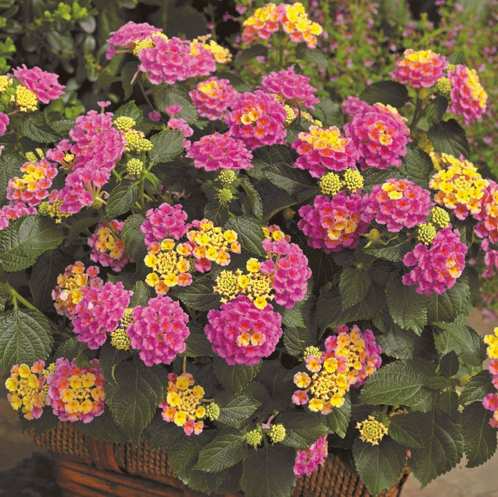 Lantana camara 'Bandolero Pink' ~ Bandolero™ Pink Lantana-ServeScape