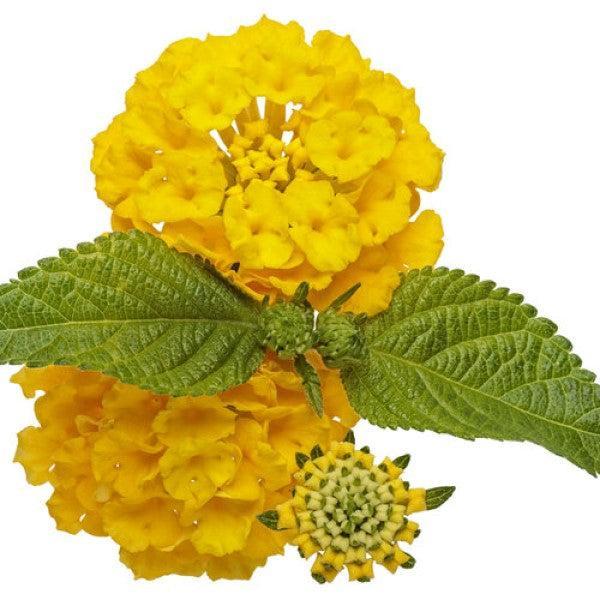 Lantana camara 'LANZ0040' ~ PW® Luscious® Lemon Tart™ Lantana-ServeScape