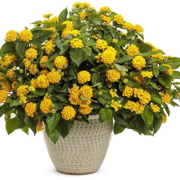 Lantana camara 'LANZ0040' ~ PW® Luscious® Lemon Tart™ Lantana-ServeScape