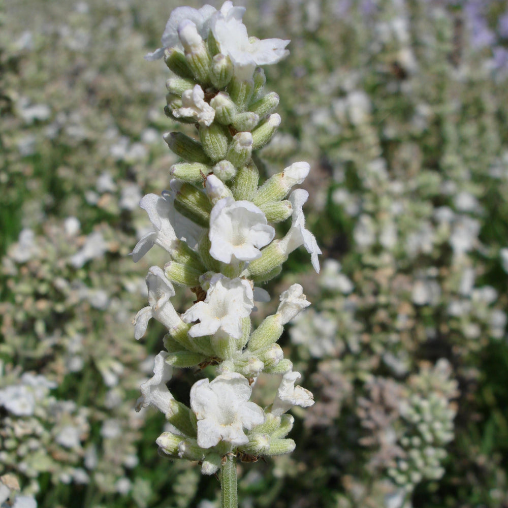 Lavandula angustifolia 'Ellagance Snow' ~ Ellagance Snow English Lavender-ServeScape