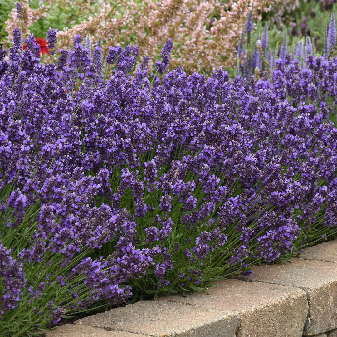 Lavandula angustifolia 'SuperBlue' ~ Super Blue English Lavender-ServeScape