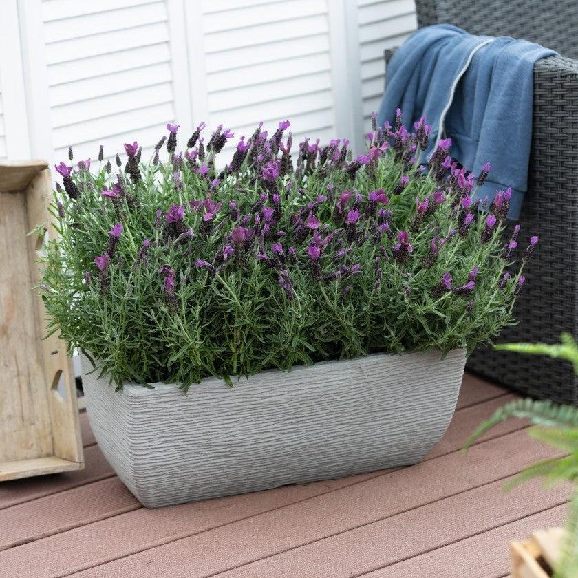 Lavandula stoechas 'La Diva Big Night' ~ La Diva Big Night Lavender-ServeScape