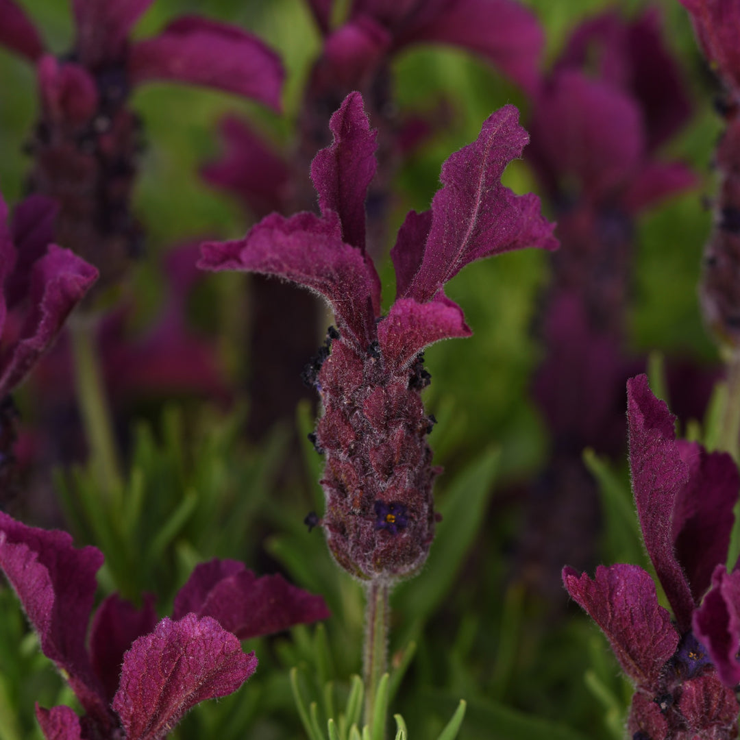 Lavandula stoechas 'Anouk Deluxe 202001' ~ Monrovia® Anouk Burgundy Lavender-ServeScape