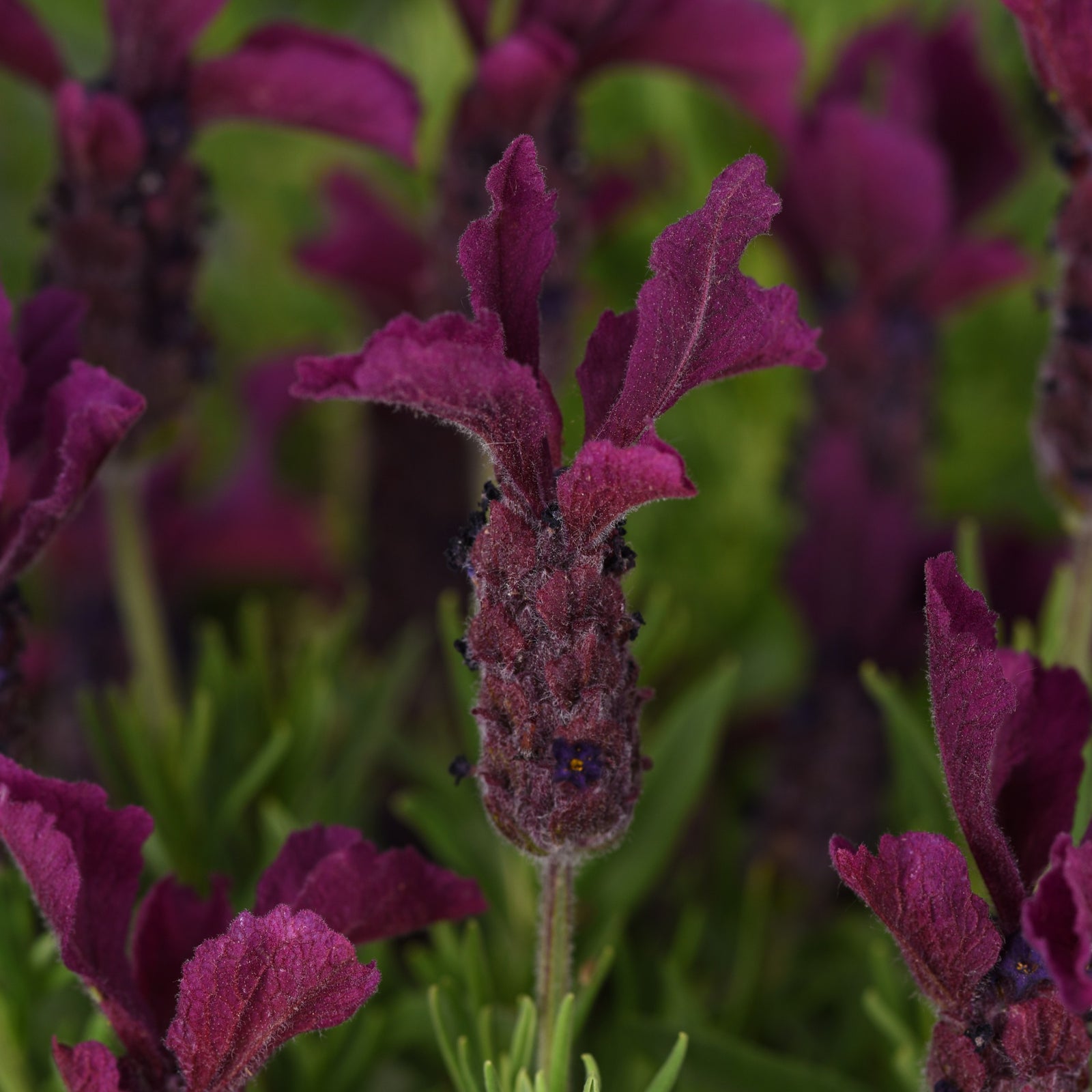 Lavandula stoechas 'Anouk Deluxe 202001' ~ Monrovia® Anouk Burgundy Lavender-ServeScape