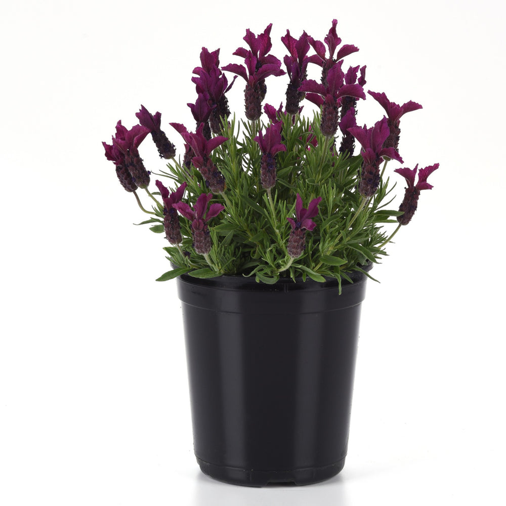 Lavandula stoechas 'Anouk Deluxe 202001' ~ Monrovia® Anouk Burgundy Lavender-ServeScape