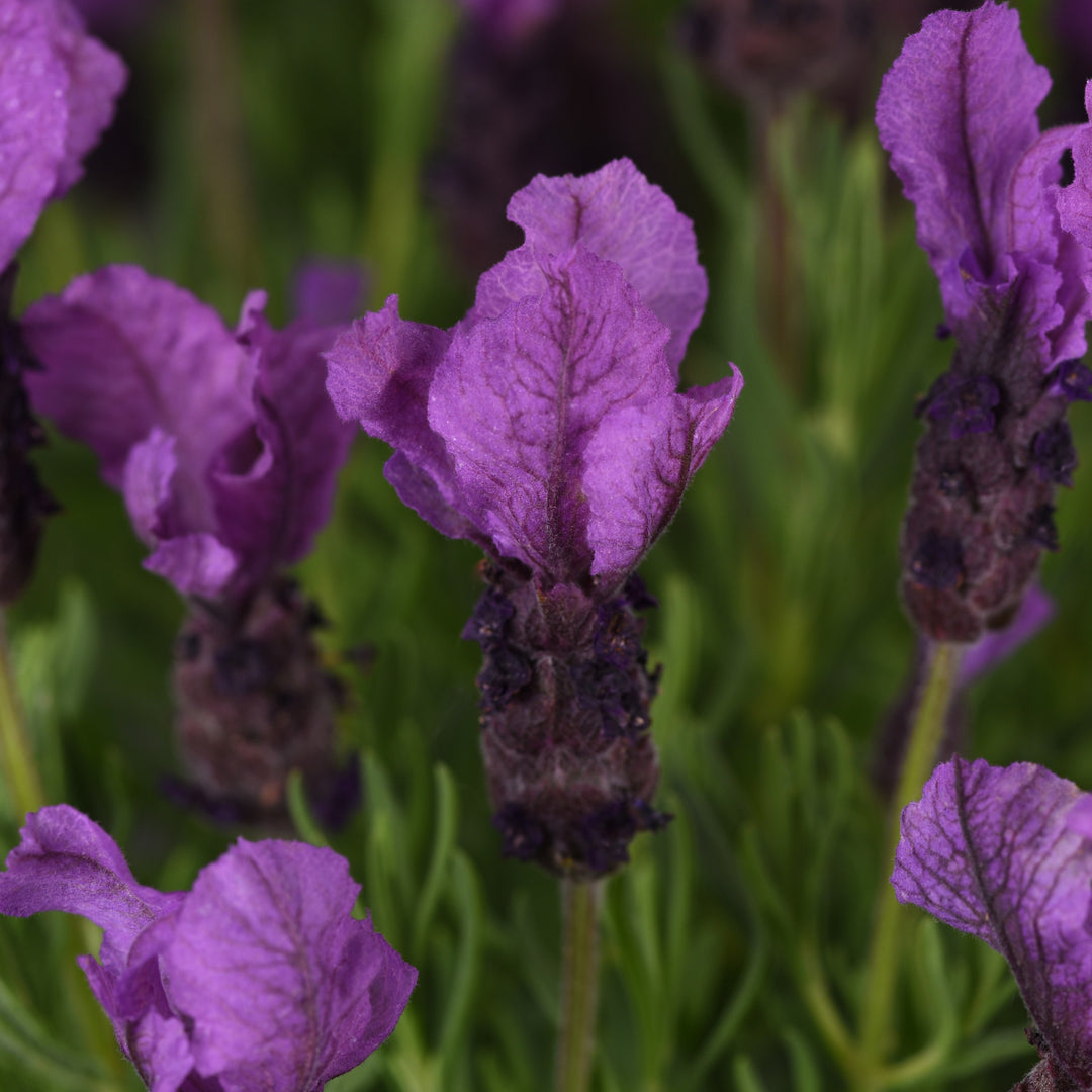 Lavandula stoechas 'Anouk Deluxe 201909' ~ Royal Anouk Spanish Lavender-ServeScape