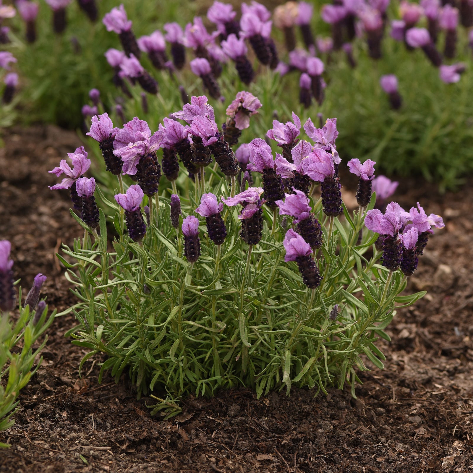 Lavandula stoechas 'Anouk Deluxe 201909' ~ Royal Anouk Spanish Lavender-ServeScape