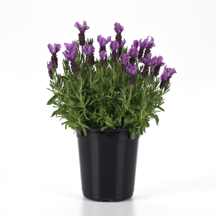 Lavandula stoechas 'Anouk Deluxe 201909' ~ Royal Anouk Spanish Lavender-ServeScape