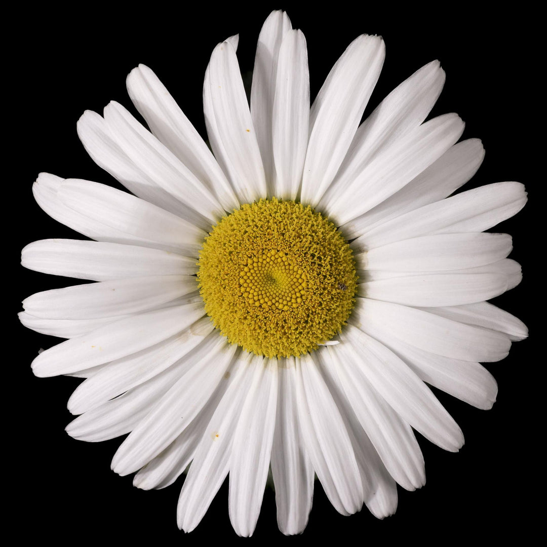 Leucanthemum x superbum 'Becky' ~ Lancaster® Betsy™ Shasta Daisy-ServeScape