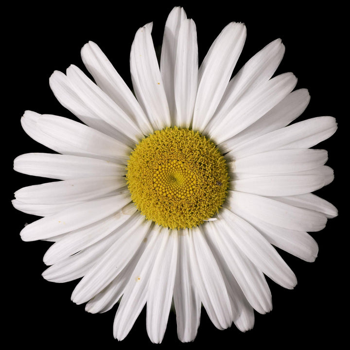 Leucanthemum x superbum 'Becky' ~ Lancaster® Betsy™ Shasta Daisy-ServeScape