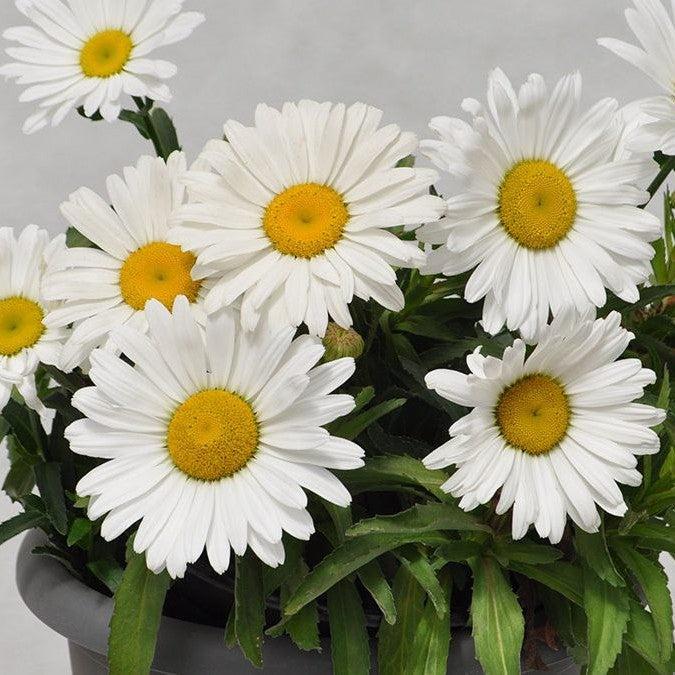 Leucanthemum x superbum 'Becky' ~ Lancaster® Betsy™ Shasta Daisy-ServeScape