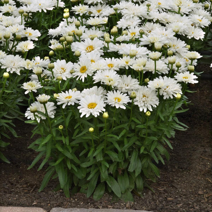 Leucanthemum x superbum 'Sunrimaizy' ~ Make My Daisy™ Crazy Shasta Daisy-ServeScape
