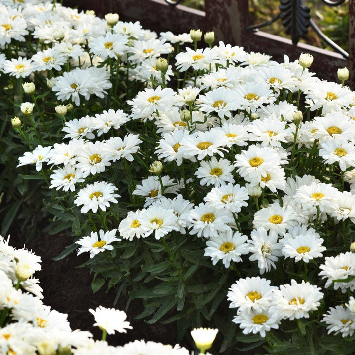 Leucanthemum x superbum 'Sunrimaizy' ~ Make My Daisy™ Crazy Shasta Daisy-ServeScape