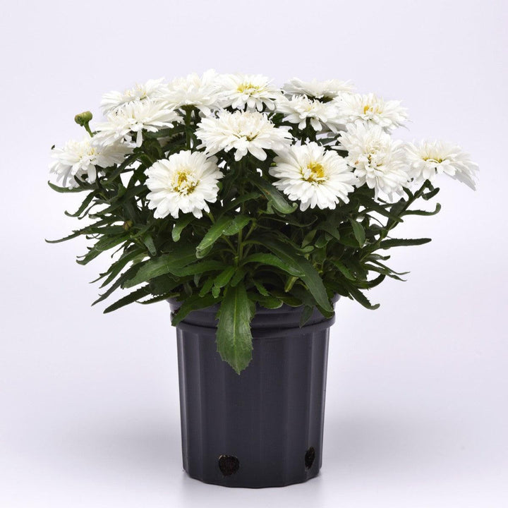 Leucanthemum x superbum 'Sunrimaizy' ~ Make My Daisy™ Crazy Shasta Daisy-ServeScape
