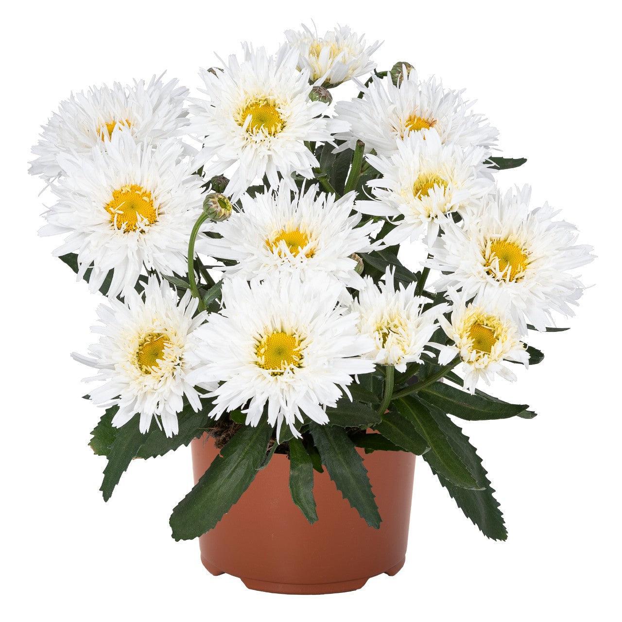 Leucanthemum x superbum 'Sweet Daisy Rebecca' ~ Sweet Daisy® Rebecca Shasta Daisy-ServeScape