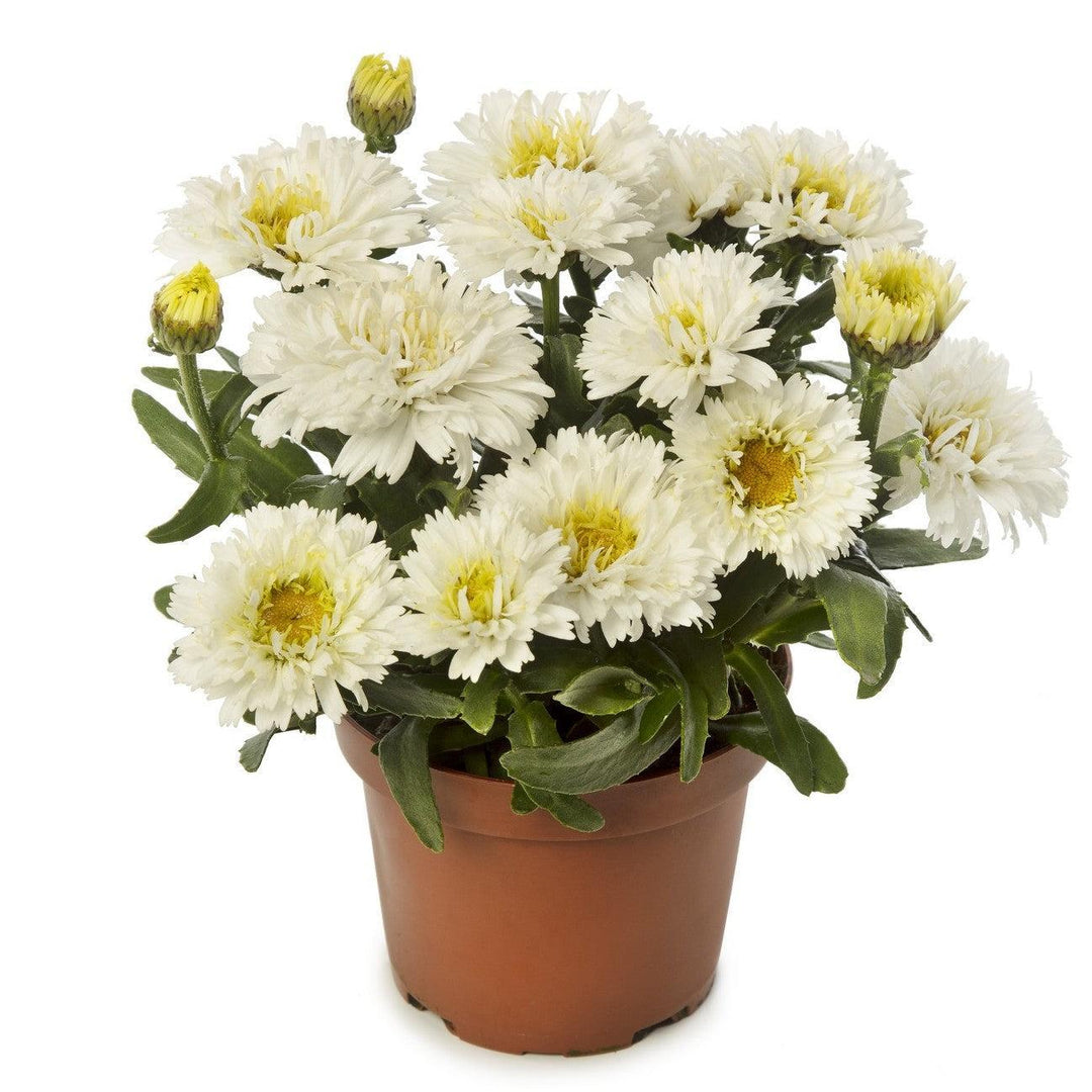 Leucanthemum maximum 'Leuz0002' ~ Monrovia® Western Star™ Pisces Shasta Daisy-ServeScape