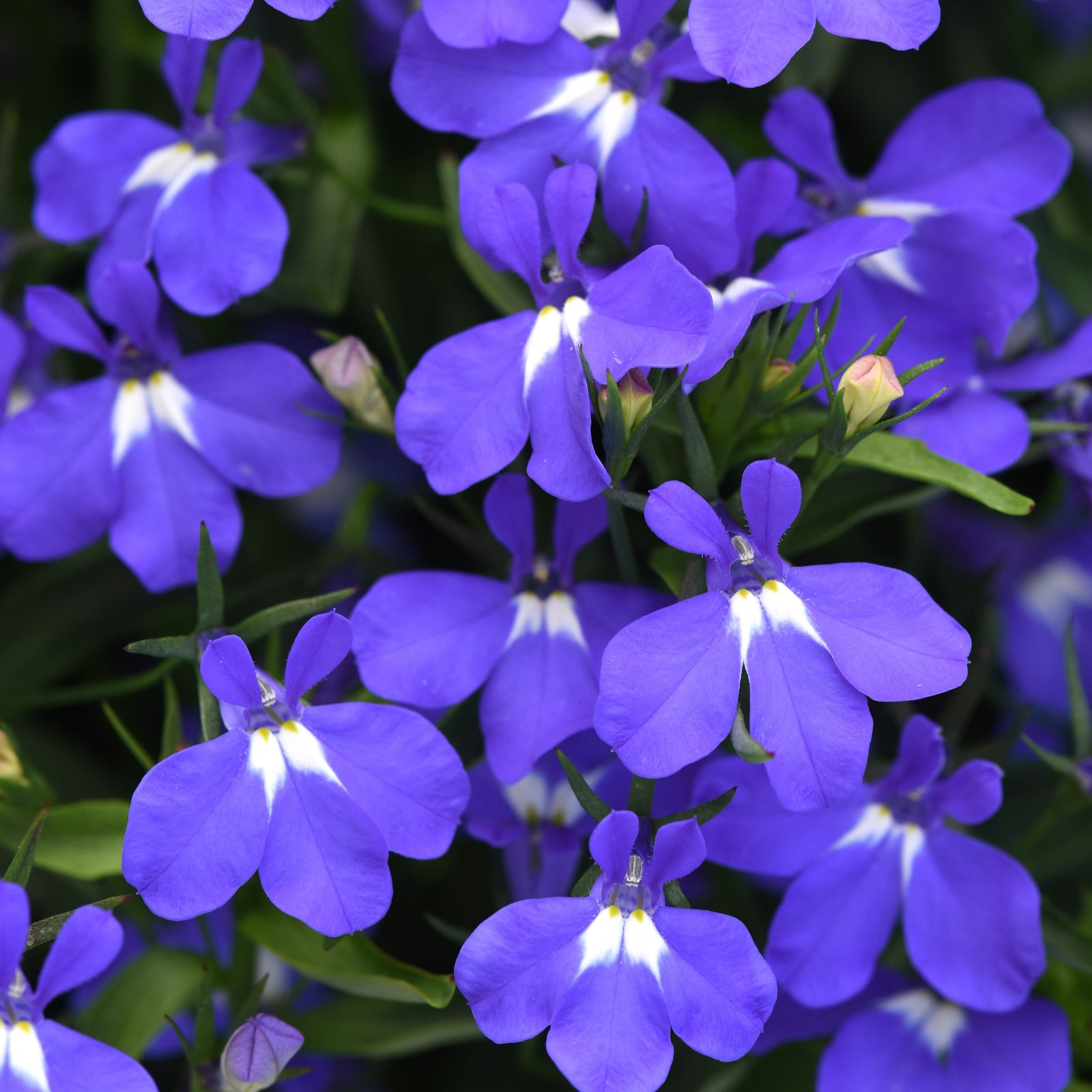 Lobelia hybrida 'Balspringlu' ~ Heatopia™ Blue Lobelia-ServeScape