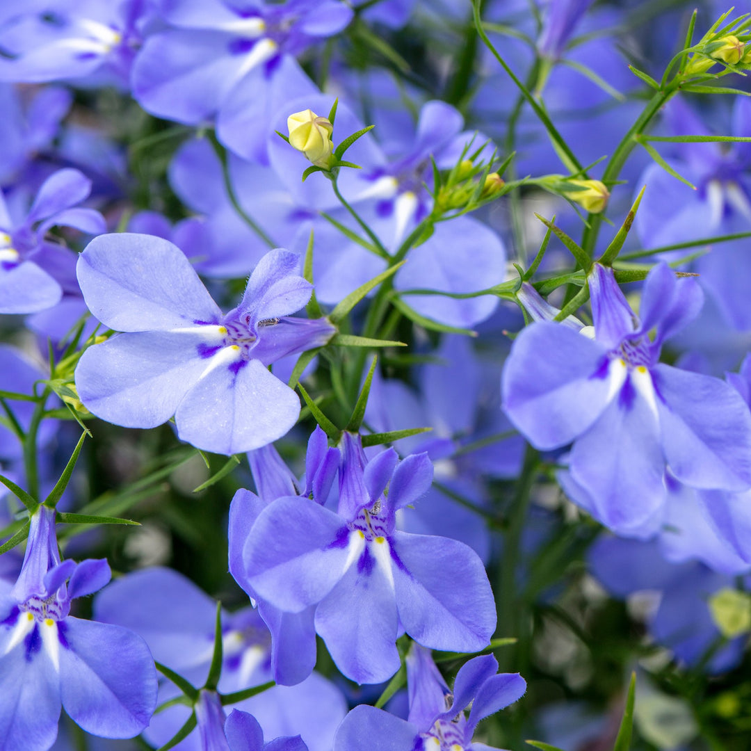 Lobelia 'Hot Plus Aqua' ~ HOT+ Aqua Lobelia-ServeScape